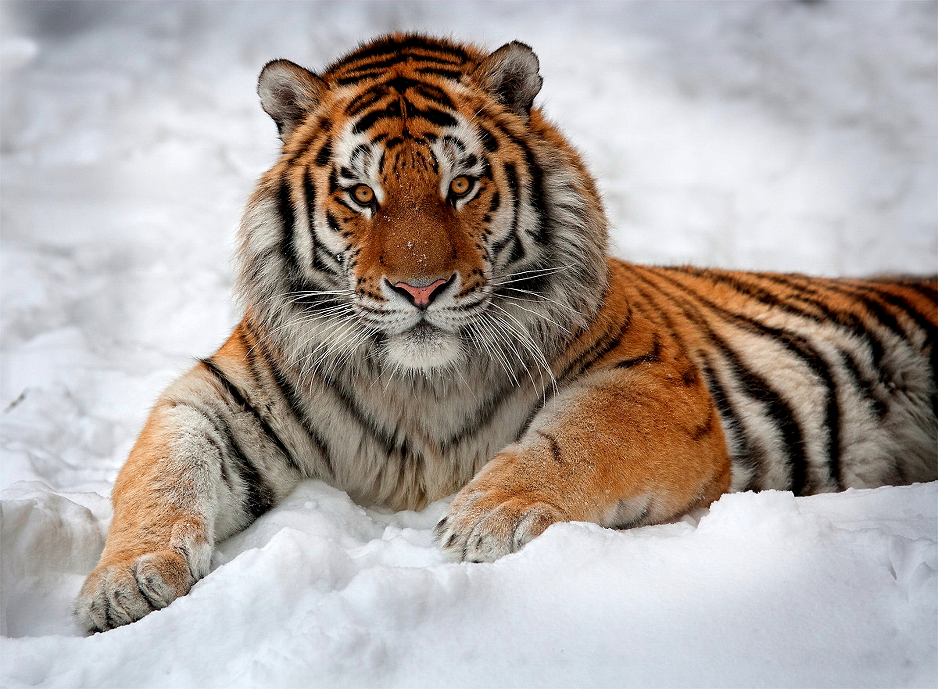 природа животные тигр снег зима скачать